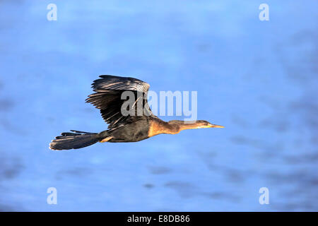 American Darter (Anhinga anhinga), volare, cormorano, allevamento del piumaggio, Wakodahatchee zone umide, Delray Beach, Florida Foto Stock