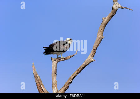 Falco pescatore (Pandion haliaetus carolinensis), pesce persico, Sanibel Island, Florida, Stati Uniti d'America Foto Stock