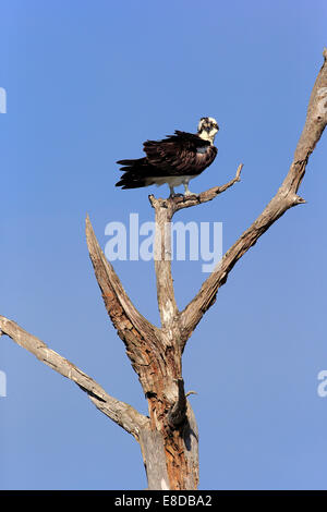 Falco pescatore (Pandion haliaetus carolinensis), pesce persico, Sanibel Island, Florida, Stati Uniti d'America Foto Stock