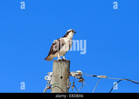 Falco pescatore (Pandion haliaetus carolinensis), pesce persico, Sanibel Island, Florida, Stati Uniti d'America Foto Stock