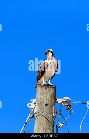 Falco pescatore (Pandion haliaetus carolinensis), pesce persico, Sanibel Island, Florida, Stati Uniti d'America Foto Stock