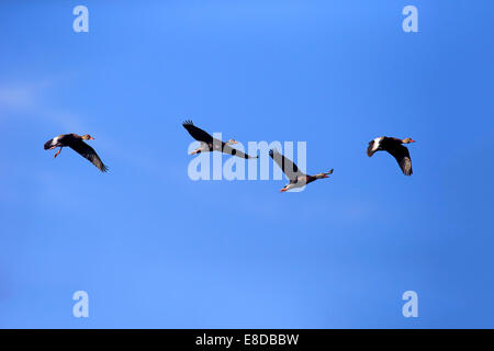 Rospo sibilo anatre (Dendrocygna autumnalis), volare, adulto, Wakodahatchee zone umide, Delray Beach, Florida Foto Stock