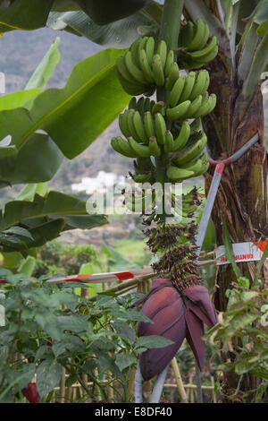La Gomera, isole Canarie. Foto Stock