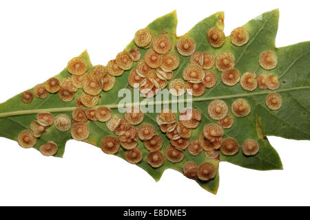 Spangle comune Gall Neuroterus quercusbaccarum sulle foglie di una quercia rossa Quercus rubra. Foto Stock