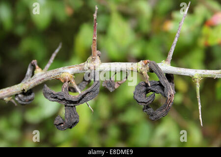 Galli Il pruno selvatico Prunus spinosa boccole chiamato "pocket prugne " causata dal fungo Taphrina pruni Foto Stock