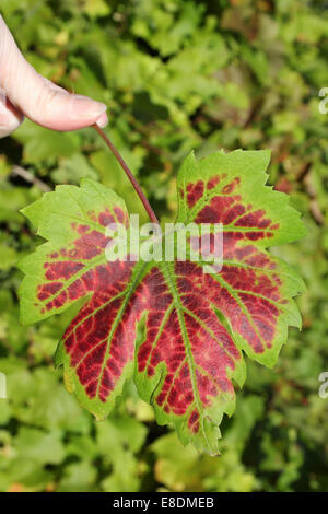 I colori autunnali su una foglia di vite Foto Stock