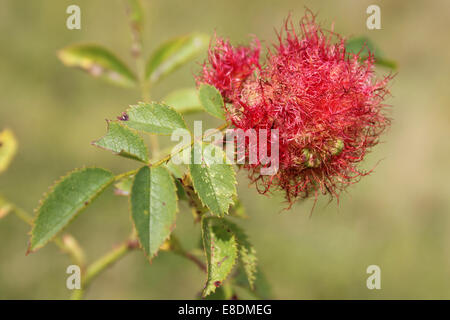 Bedeguar a.k.a. Robin's puntaspilli fiele su Rosa canina Rosa canina causata dal fiele Wasp Diplolepis rosae Foto Stock