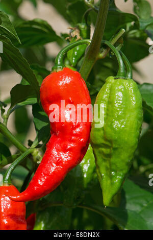 Bhut Jolokia Peperoncino (Capsicum chinense / frutescens) crescente. Regno Unito, 2014. Foto Stock