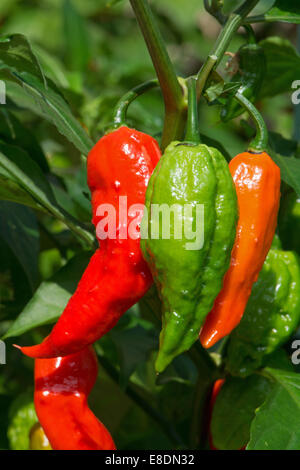 Bhut Jolokia Peperoncino (Capsicum chinense / frutescens) crescente. Regno Unito, 2014. Foto Stock