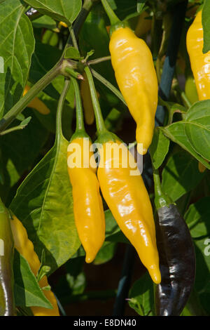 Aji Limon peperoncini rossi, aka il peruviano Lemon Drop (Capsicum baccatum) crescente. Il pod nero in basso a destra maturerà a giallo. Foto Stock