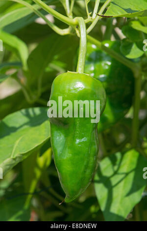 Un Pimiento de Padron Peperoncino (Capsicum annuum) crescente. Regno Unito, 2014. Foto Stock