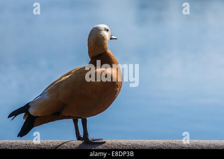 Unico Casarca tadorna ferruginea contro la luce liscio-sfondo blu Foto Stock