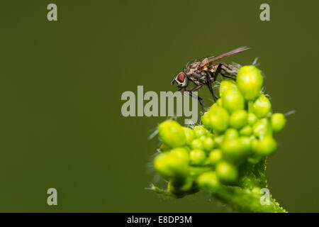 Tiny brown eyed fly siede su un colore verde brillante gemma di un millefiori contro il buon kaki sfondo Foto Stock