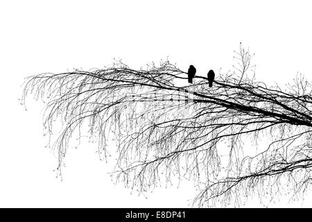 Due piccioni in legno su un ramo di albero, guardando in direzioni opposte. Bianco e nero fotografia silhouette Foto Stock