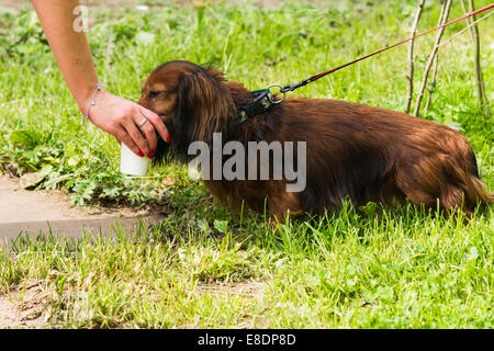 Un cane beve l'acqua da un bicchiere di plastica in una donna di lato Foto Stock