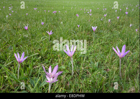 Il croco d'autunno - Colchicum autumnale Foto Stock