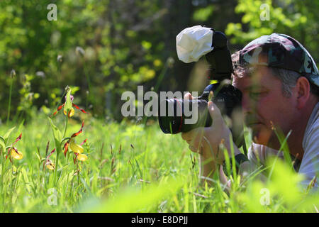 Wildlife Photographer prendendo foto di Pianella della Madonna Orchid (Cypripedium calceolus), Europa Foto Stock