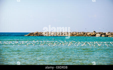 A Flock of Seagulls in appoggio sul mare. Fotografato a Tel Aviv, Israele Foto Stock