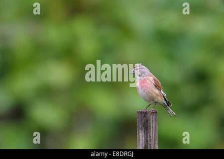 Maschio Linnet comune (Carduelis cannabina) in allevamento piumaggio. Foto Stock