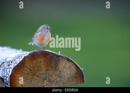 Maschio Linnet comune (Carduelis cannabina) Foto Stock