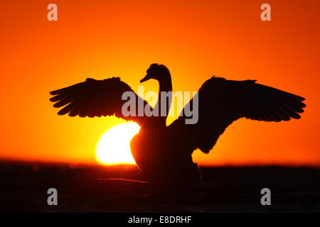 Silhouette di cigno (Cygnus olor) agitando le sue ali al tramonto. Europa Foto Stock