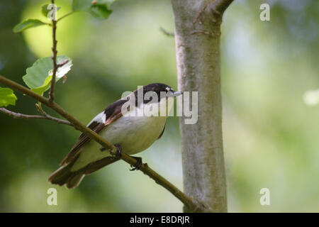 Maschio Pied Flycatcher (Ficedula hypoleuca) in primavera. Foto Stock