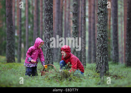 La madre e il bambino sono la raccolta di funghi nella foresta di pini. Estonia, Europa Foto Stock