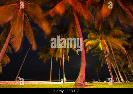 Palme LUMMUS PARK SOUTH BEACH MIAMI BEACH FLORIDA USA Foto Stock