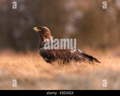 Steppa Eagle [Aquila Nipalensis] in posa su open di macchia. Foto Stock