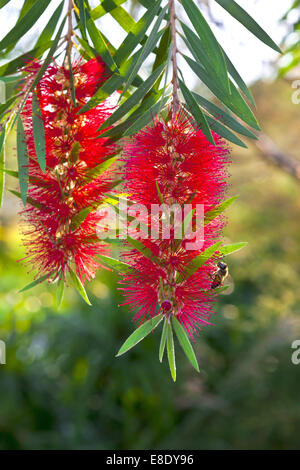 Rosso Callistemon scovolino fioritura arbusto. Foto Stock