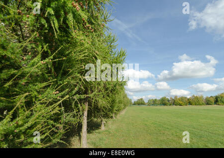 Fila di pini larici come confine soleggiati prati aperti in campagna britannica i fitti boschi della foresta di alberi e sul confine Foto Stock