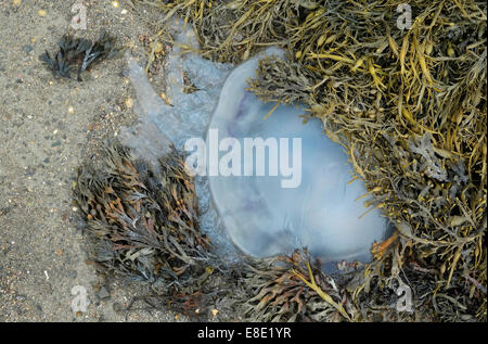 Meduse morti tra alghe, Cancale, Bretagna Francia Foto Stock