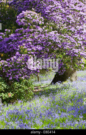 Giardino Bowood rododendron in primavera, Derry Hill, Calne, Wiltshire, Inghilterra, Regno Unito Foto Stock