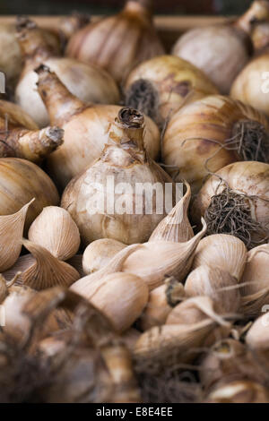 Vassoio di bulbi pronti per la semina. Foto Stock