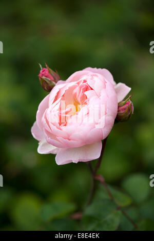 Primo piano di Rosa / Rose Anne Boleyn contro uno sfondo verde offuscato, Inghilterra, Regno Unito Foto Stock