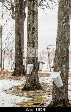 Foresta di acero bucket di SAP su alberi in primavera Foto Stock