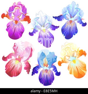 Iris colorati fiori isolati su bianco Foto Stock