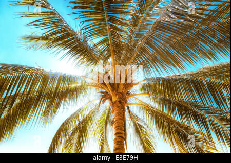Abstract estate sfondo in stile vintage con tropical Palm tree lascia alla giornata di sole Foto Stock
