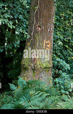 Sfortunato numero dell'albero 13 contrassegnati per il taglio in una foresta del Regno Unito Foto Stock
