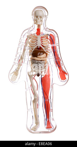 3D tagliata schema del corpo umano Foto Stock