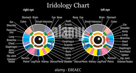 Iris o diagnosi iridology grafico con la descrizione accurata di corrispondenti organi interni e le parti del corpo. Foto Stock