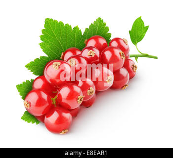 Ribes rosso isolato su bianco Foto Stock