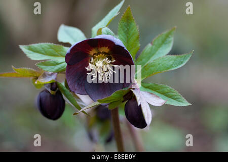 HELLEBORUS giardino frassino tinto nero ibridi Foto Stock