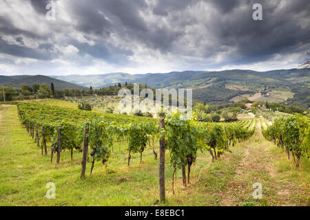 Vigneto vicino Chainti, Toscana Foto Stock