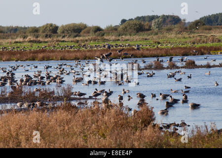 Rosa-footed oche (Anser brachyrhynchus). Martin semplice. Ottobre 2014. Parte di un autunno " arrivo " di 45.000 uccelli provenienti dall Islanda. Foto Stock