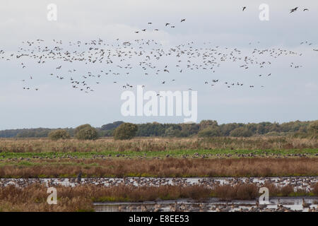 Rosa-footed oche (Anser brachyrhynchus). Martin semplice. Ottobre 2014. Parte di un autunno " arrivo " di 45.000 uccelli provenienti dall Islanda. Foto Stock