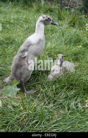 Indian runner anatroccoli in giardino Anas platyrhynchos domesticus Foto Stock