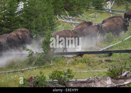 Gruppo di bison correndo sopra la passeggiata nel parco nazionale di Yellowstone Foto Stock