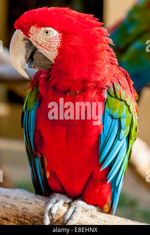 Macaw, Langkawi Bird Paradise, Langkawi, Malesia Foto Stock