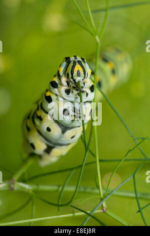 Immagine macro di un Nero a coda di rondine di alimentazione caterpillar su aneto Foto Stock